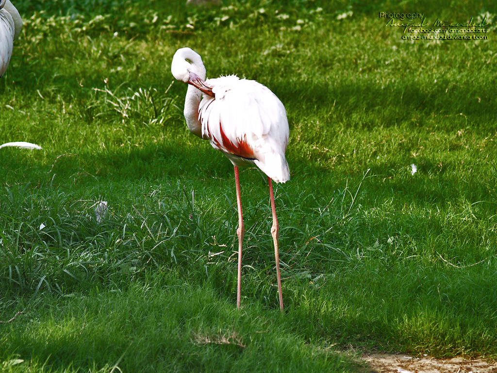 flamingo_3_by_amjad_miandad-d6il1bd.jpg