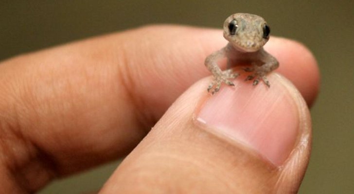 Picture-of-the-Day-Gecko-Half-the-Size-of-a-Human-Thumbnail-Smiles-for-the-Camera.jpg