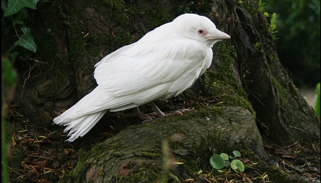 Picture-of-the-Day-Rare-Albino-Jackdaw-Caught-on-Camera-in-South-Whales-2.jpg