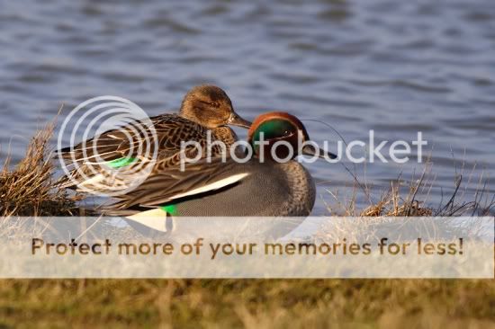 550px-Common_Teal.jpg