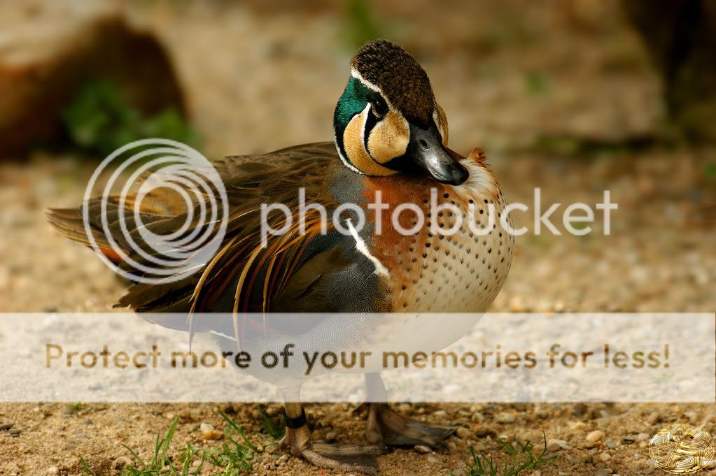 Duck_Day_Baikal_Teal_Anas_for__by_webcruiser.jpg