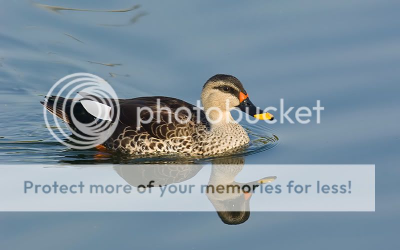 Spot-billed-Duck-Jam.jpg