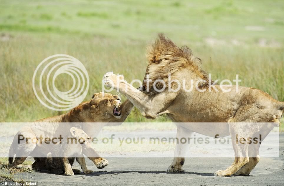 Lioness1.jpg