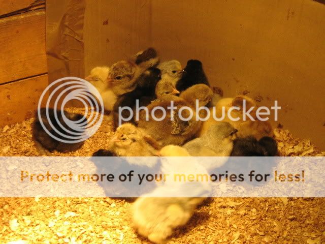 chicks005.jpg