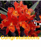 thcongratulations-flowers.gif