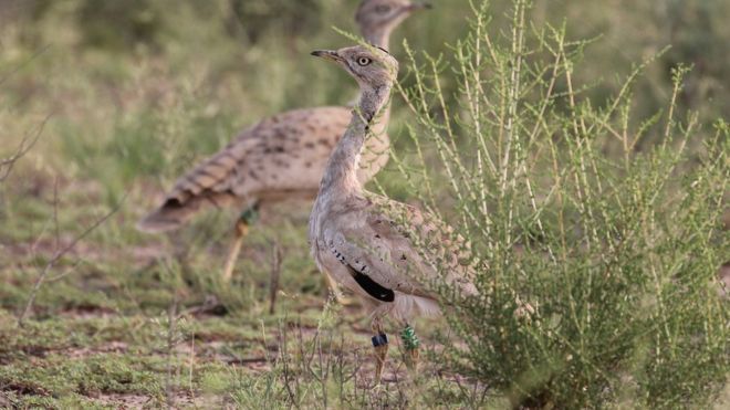 160211122851__88167283_healthybirds.jpg
