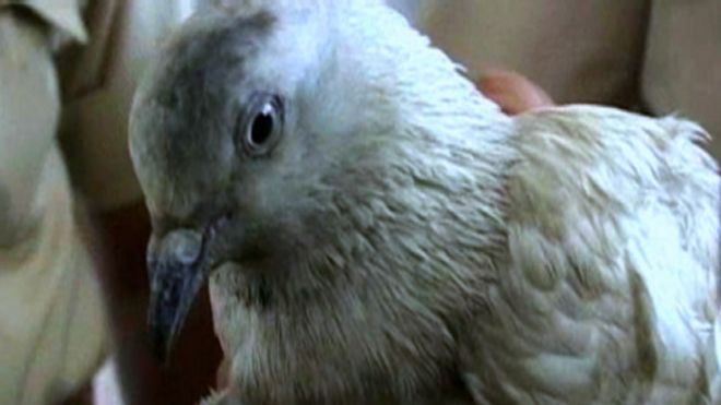 150529092734_pakistani_spy_pigeon_640x360_bbc_nocredit.jpg