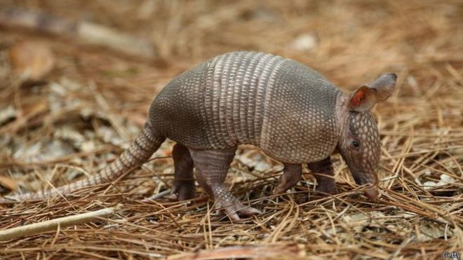150801201616_armadillo_640x360_getty.jpg