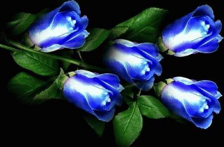 Blue-Rose-roses-29859466-453-299.jpg