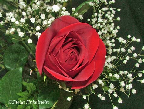 roses-roses-29851133-475-359.jpg