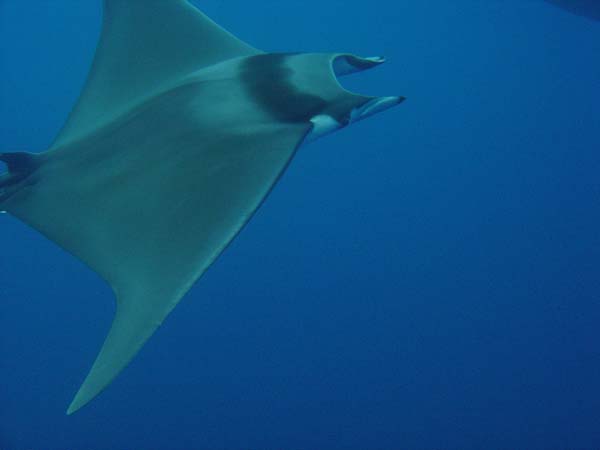 Giantdevilray3--7981.jpg