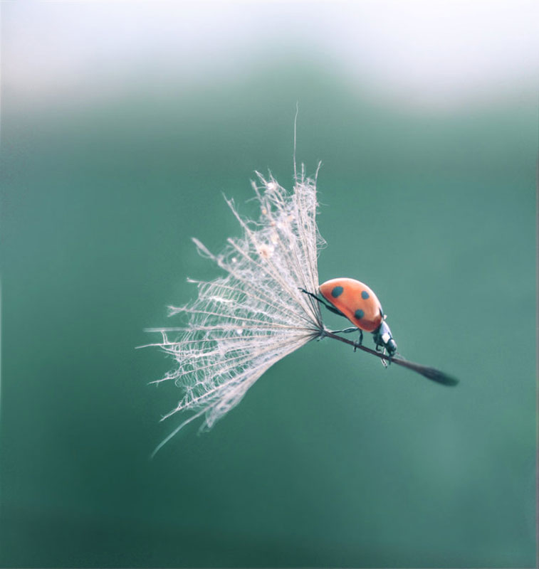 ladybug-dandelion-perfect-timing.jpg