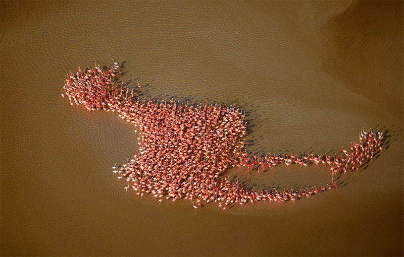 meta-flamingo-perfect-timing.jpg