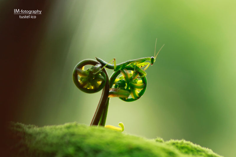 praying-mantis-bike.jpg