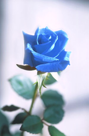 Blue_rose.jpg