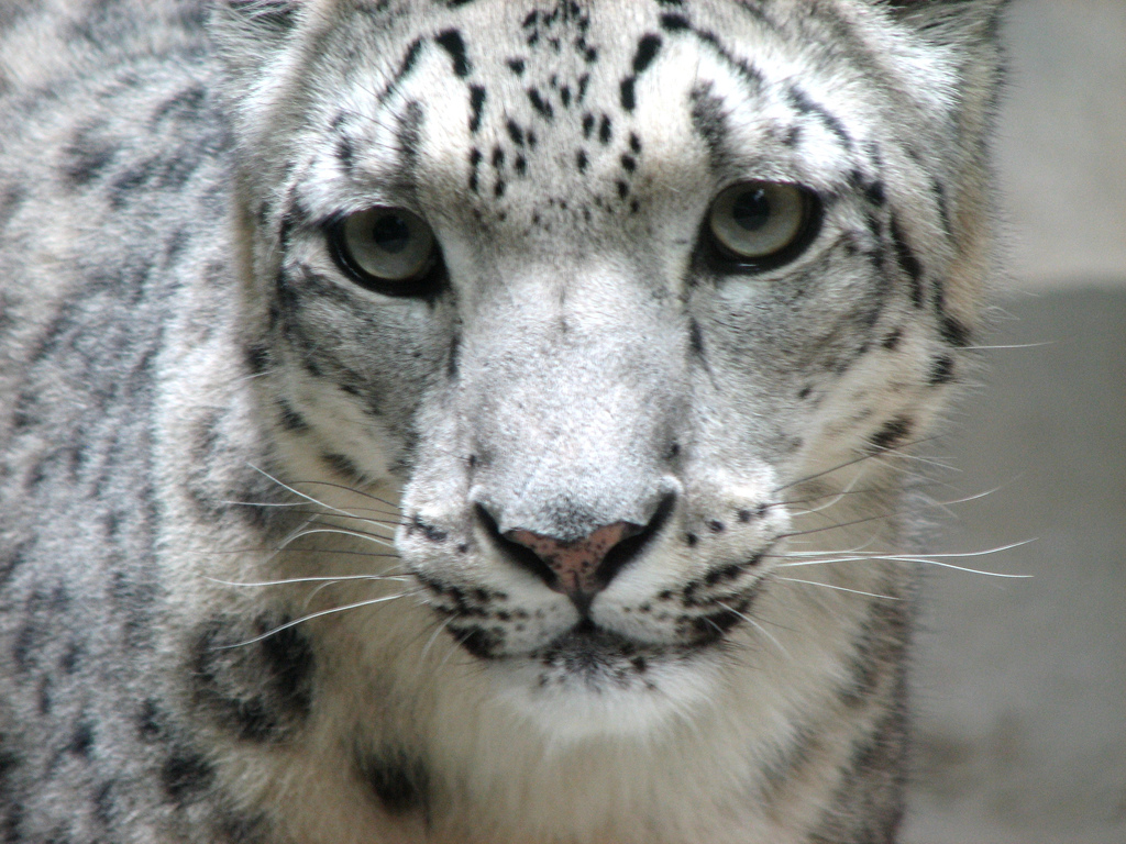 Snow_leopard_face.jpg