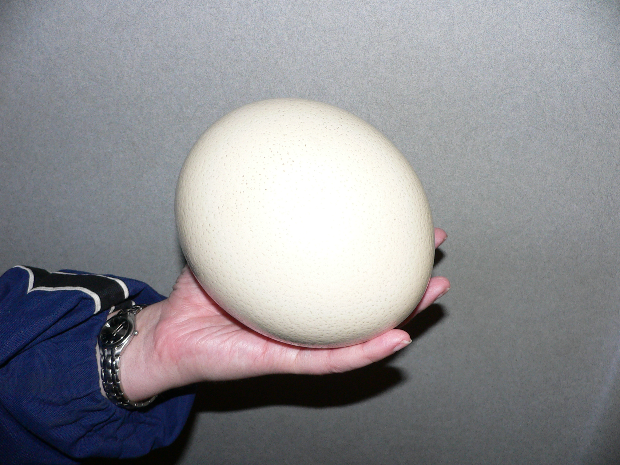 Ostrich_egg.jpg