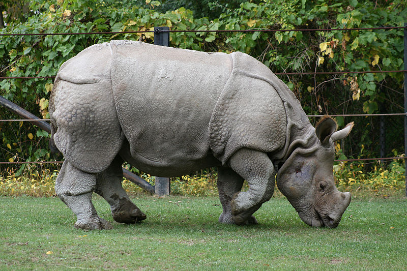 800px-Indian_Rhino_(Rhinoceros_unicornis)1_-_Relic38.jpg