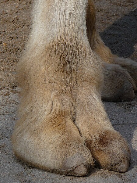 450px-Vorderfu%C3%9F_eines_Trampeltiers.JPG