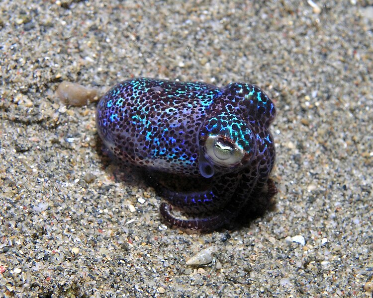 750px-Bobtail_squid.jpg