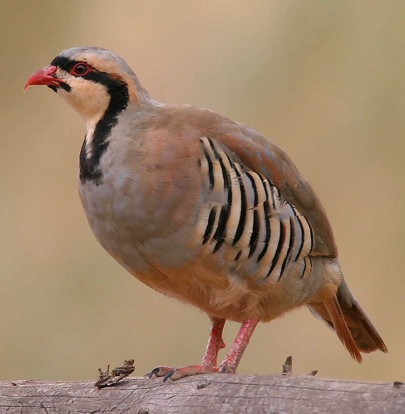 800px-Alectoris-chukar-001.jpg