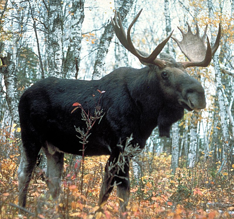 800px-Moose_superior.jpg