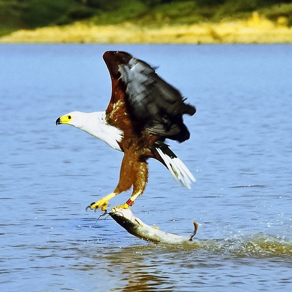 599px-African_fish_eagle_just_caught_fish.jpg