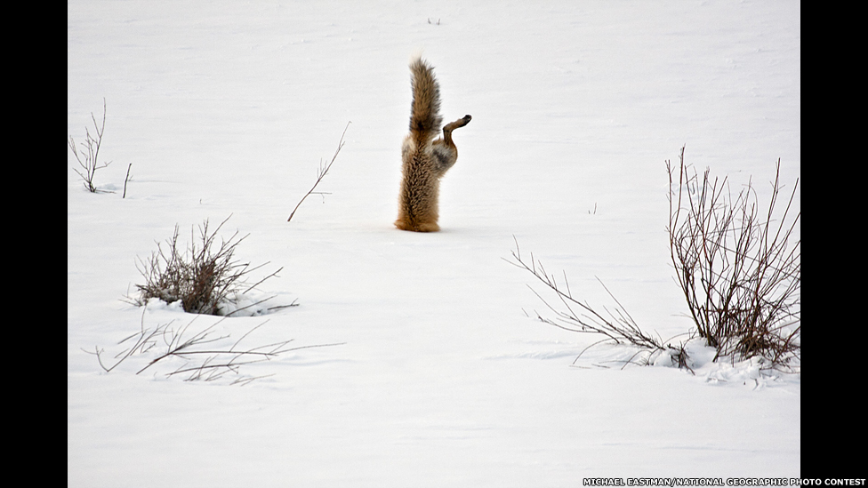 130107153402_red-fox-catching-mouse-unde.jpg