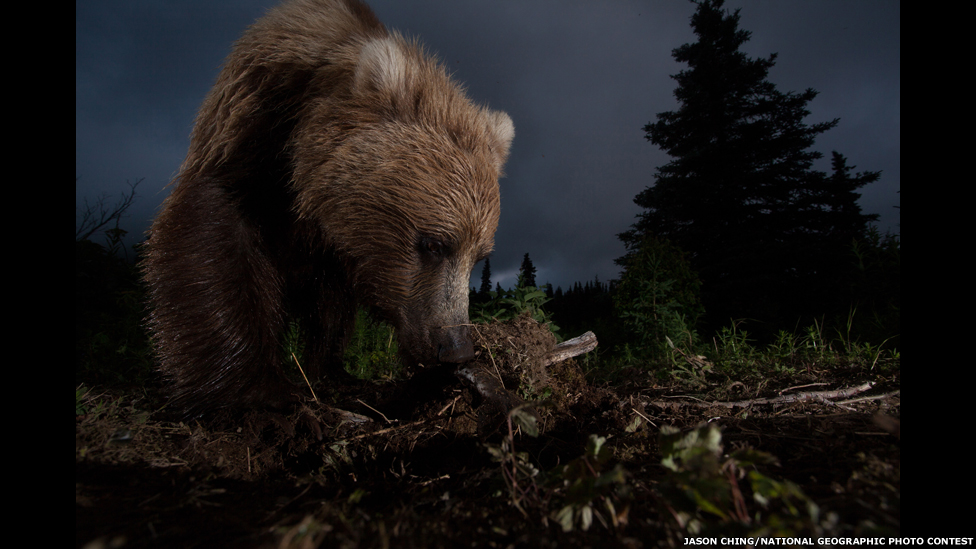 130107153406_ursus-arctos-horribilis.jpg