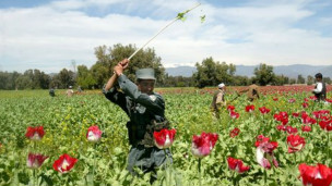 130227101636_why_afghanistan_may_never_eradicate_opium_304x171_bbc_nocredit.jpg