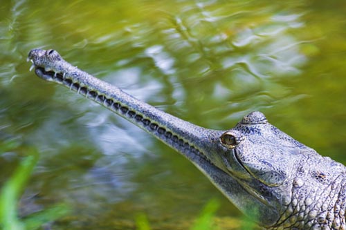 gharial.jpg