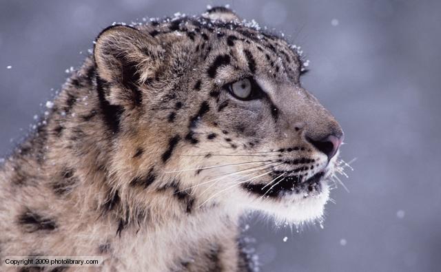 snow_leopard_1.jpg