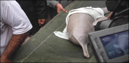 20081218115630dolphin-rescued.jpg