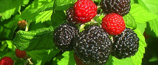 black-raspberry-600x250.jpg