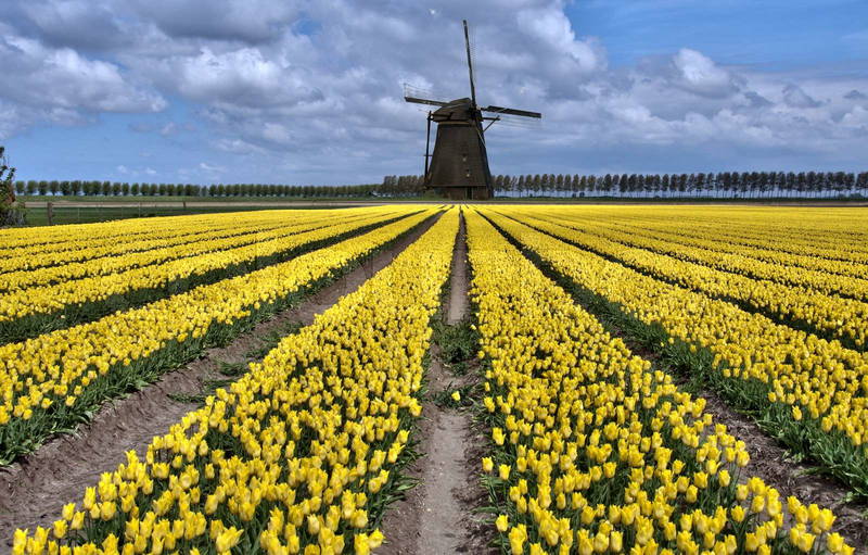1968630-366940-dutch-windmill-and-yellow-tulip-fields-near-amsterdam.jpg