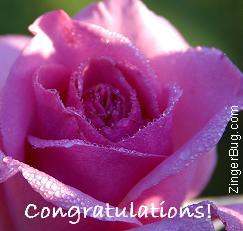congratulations_rose.JPG