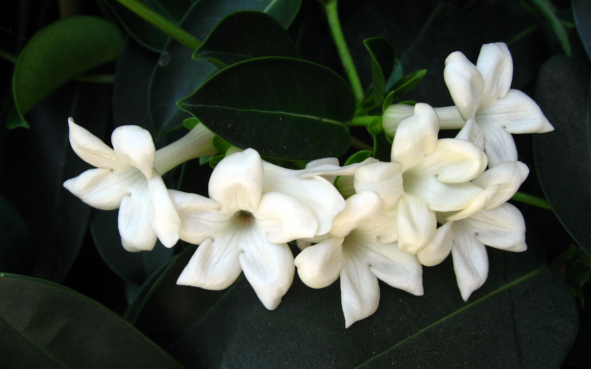 jasmine-flower-wallpaper-wide-full-hd.jpg
