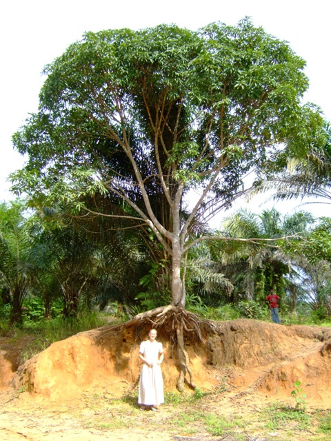 standing-under-mango-tree.jpg