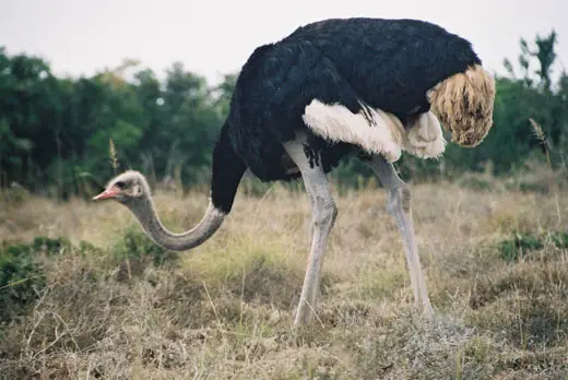 ostrich-in-addo-park-eastern-cape-south-africa-wl.jpg