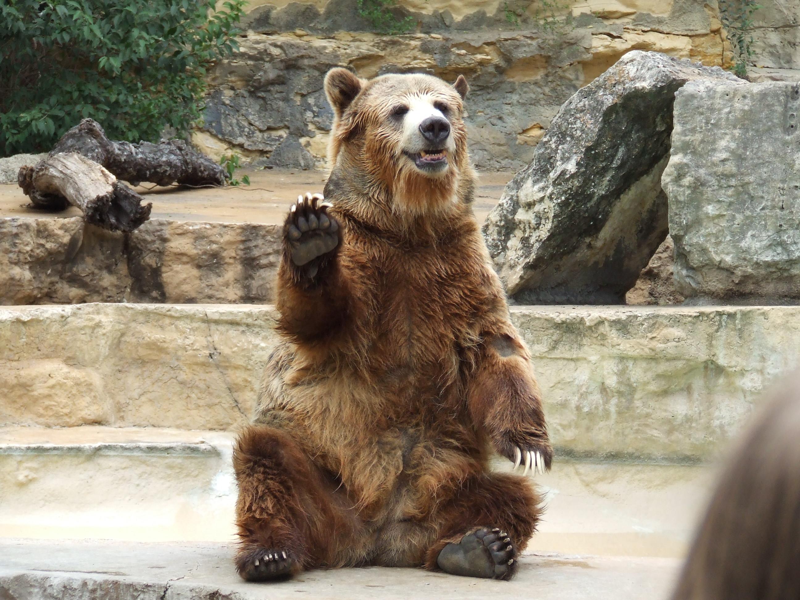 bear-waving.jpg