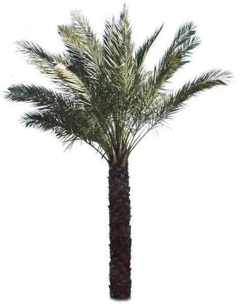 date-palm-tree-phoenix-dactylifera_buy.jpg