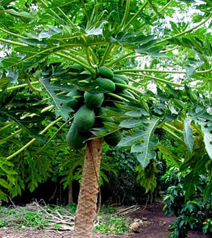papaya-foliage.jpg