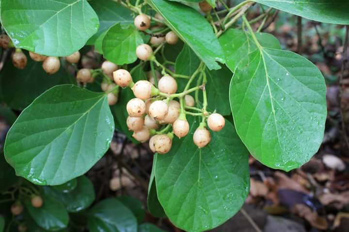 Clammy-Cherry-Cordia-Obliqua-Lasoora-Lasora-Fruit-medicinal-plant-Urdu-Blog-Noons-www.noons.info-Naeem-Khan-naeemswat.jpg