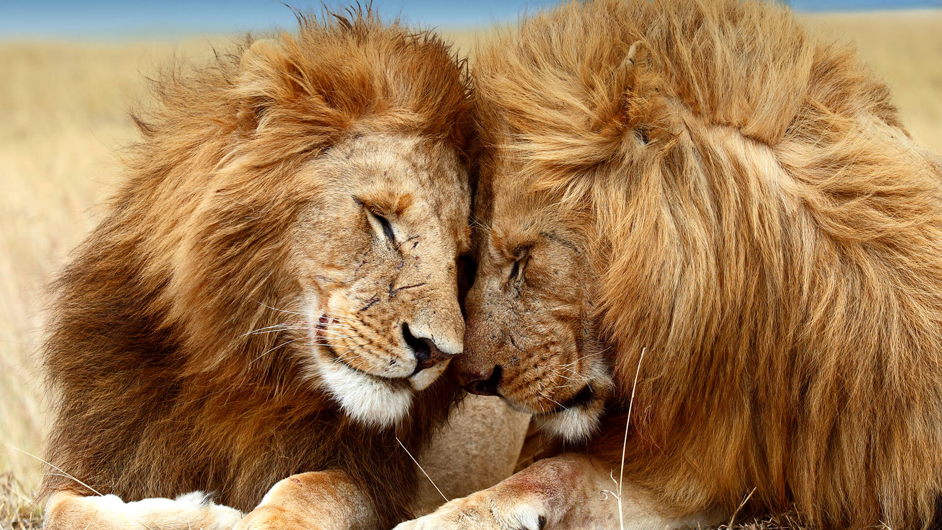 animals_hero_lions_0.jpg