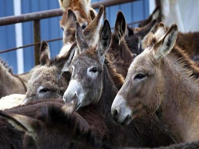 1891244-donkeys-1574442663-489-640x480.jpg