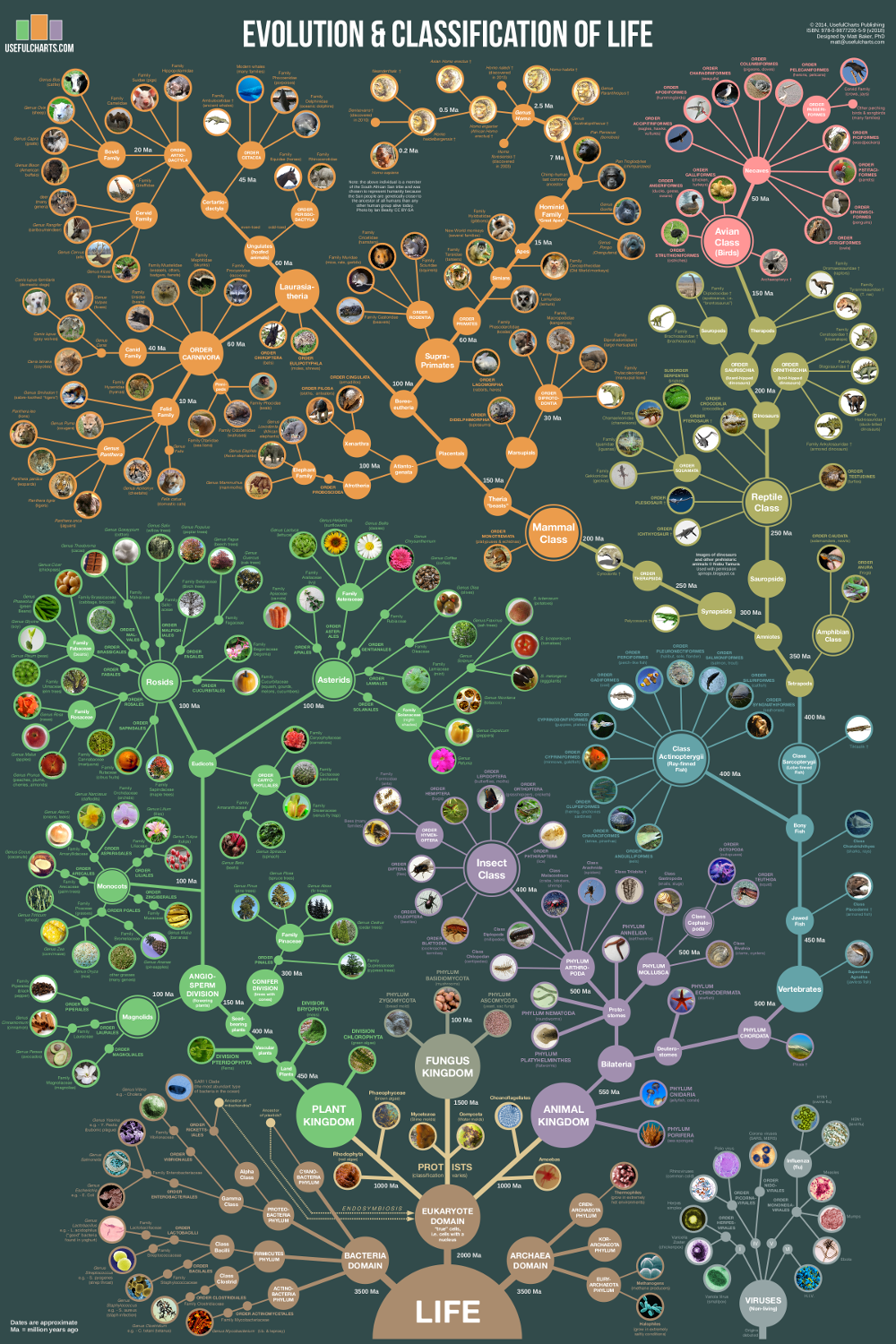 evolution-tree-of-life-poster_1024x1024@2x.png
