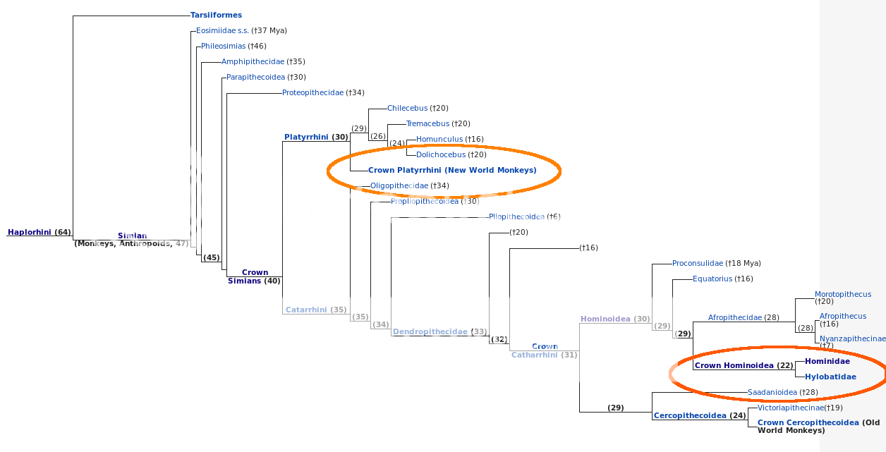 Cladogram-highlighted_zpssavmdqbc.png