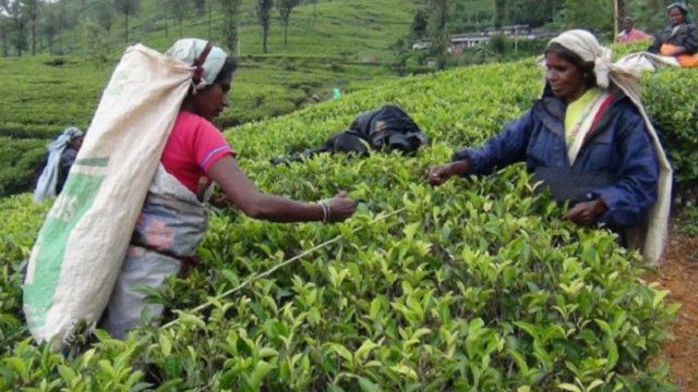 150707153331_tea_plantation_workers_in_lanka_640x360_bbc_nocredit.jpg