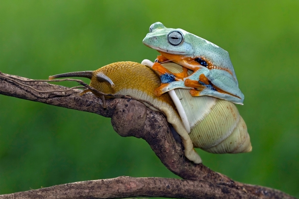 javan-tree-frog-on-a-snail-photograph-by-kurit-afsheen--64051.jpg