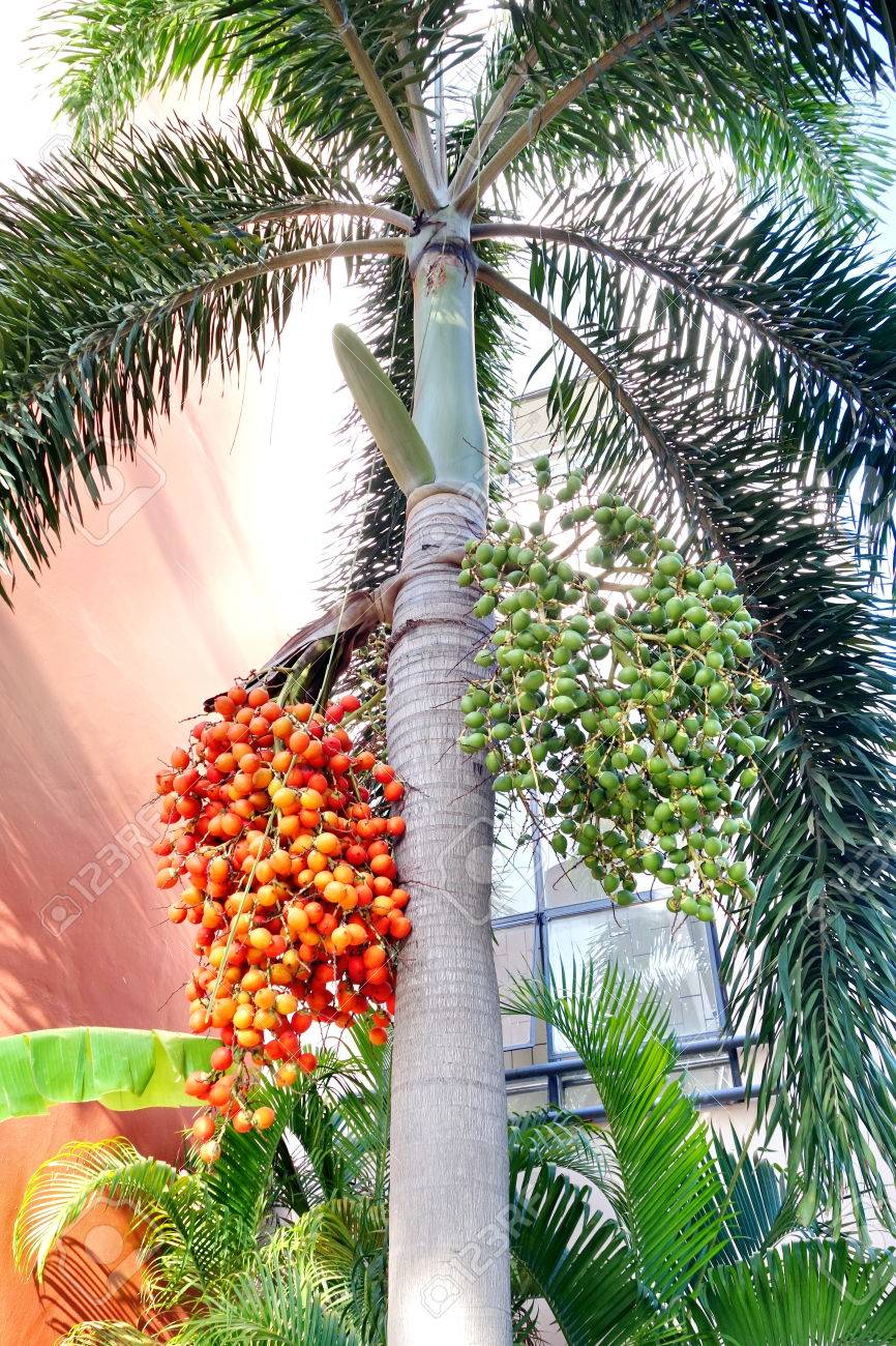 44049180-red-and-green-ripe-arecanut-palm-betel-nut-palm-or-betel-nuts-on-tree.jpg